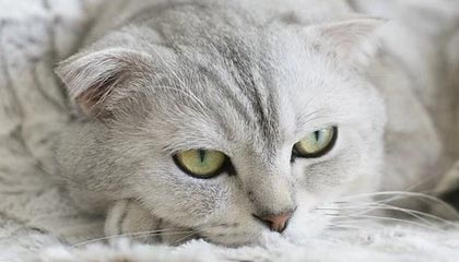 “环保少女”遭以色列驱逐后愤怒喊话 特朗普：她是个麻烦精