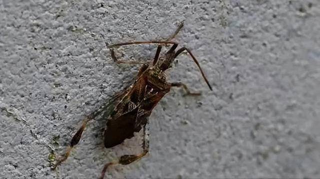 警惕！大连发现一种高危害性入侵昆虫……