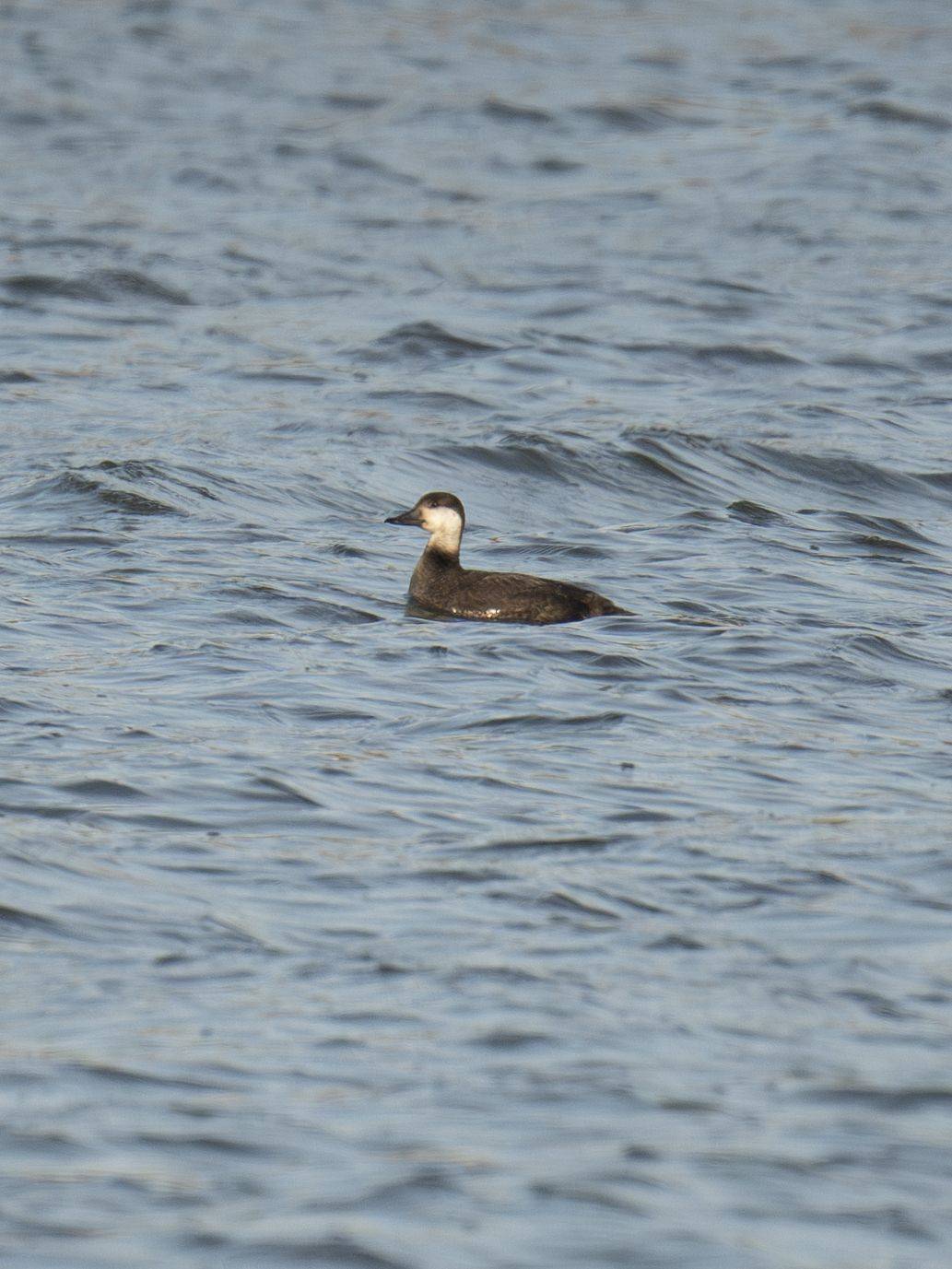 北京首次记录到!通州区水域发现黑海番鸭