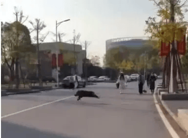 已确认,当场击毙!“攻击力极强!”