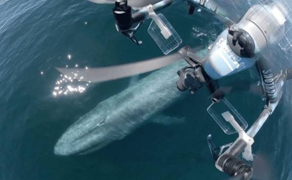 美国科学家震惊：封杀中国无人机，“简直是疯了！”