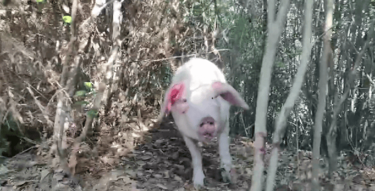 300多斤的猪跳过1.5米高钢板门,失踪26天,失主:找回时还有280多斤!