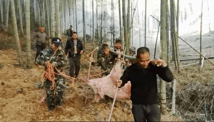 300多斤的猪跳过1.5米高钢板门,失踪26天,失主:找回时还有280多斤!