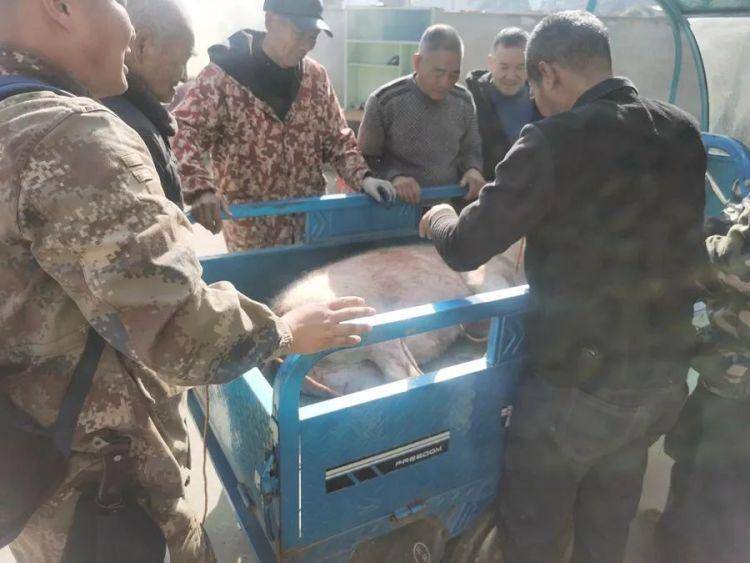 300多斤的猪跳过1.5米高钢板门,失踪26天,失主:找回时还有280多斤!