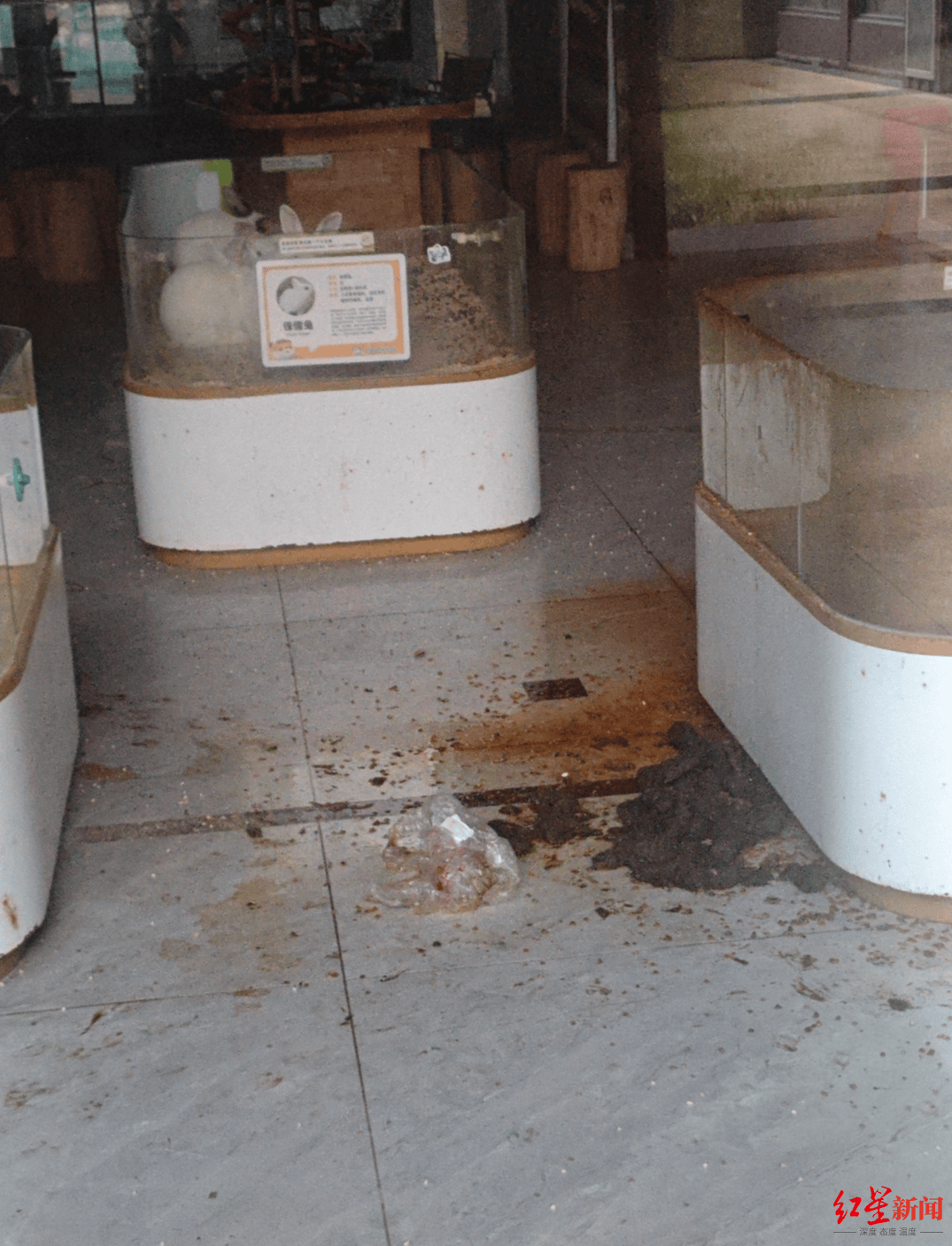 网友谴责河南新县一萌宠园过年期间无人看管，有宠物死亡 居委会：每天都有人投喂，现已清洁打扫