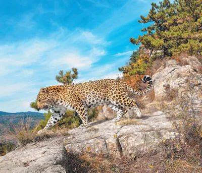 销声匿迹已有30年，华北豹正逐渐接近北京——