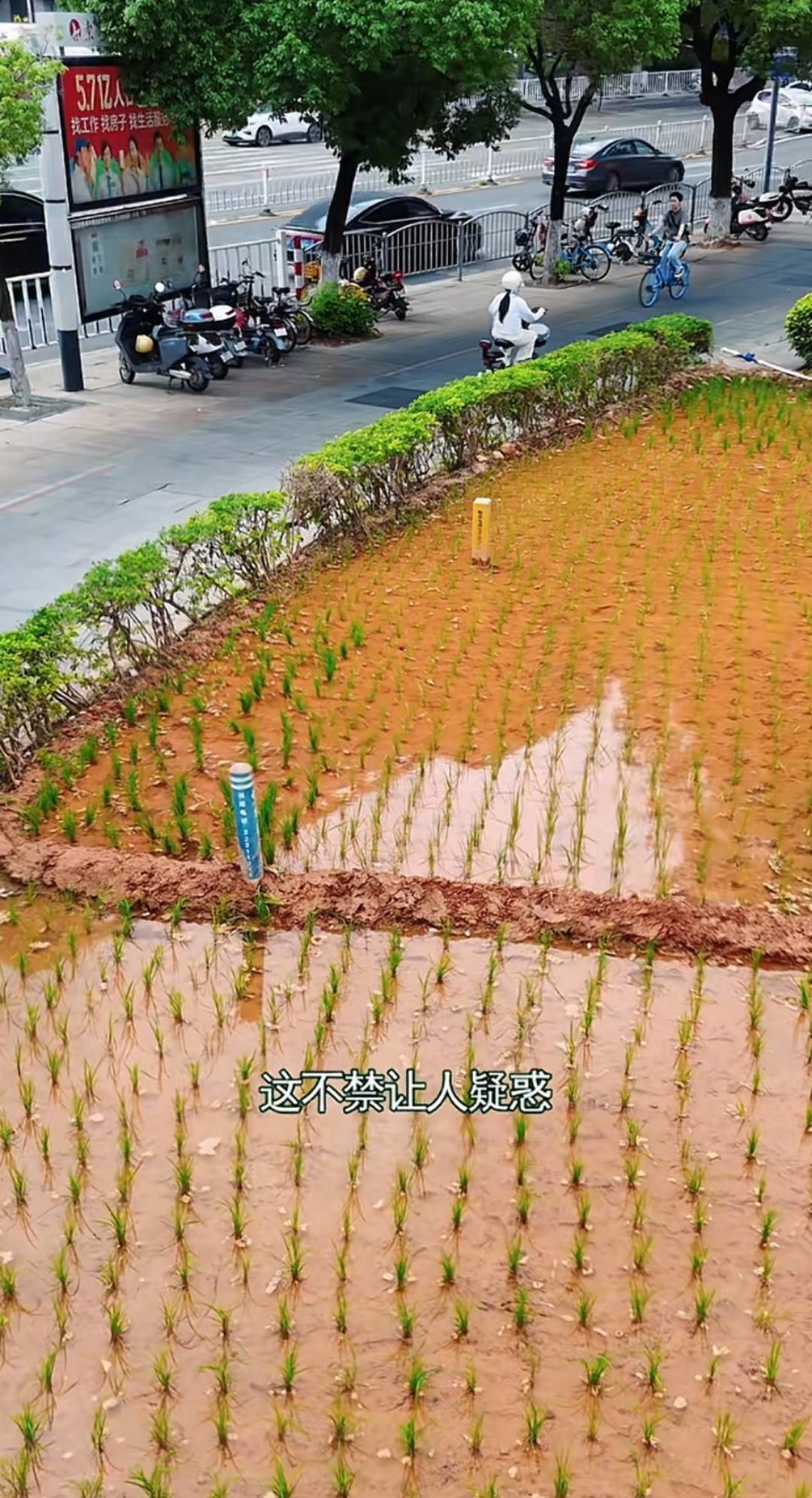 谁种的?东莞闹市区绿化带惊现水稻,网友化身福尔摩斯来探案,家居广场:商户提的建议