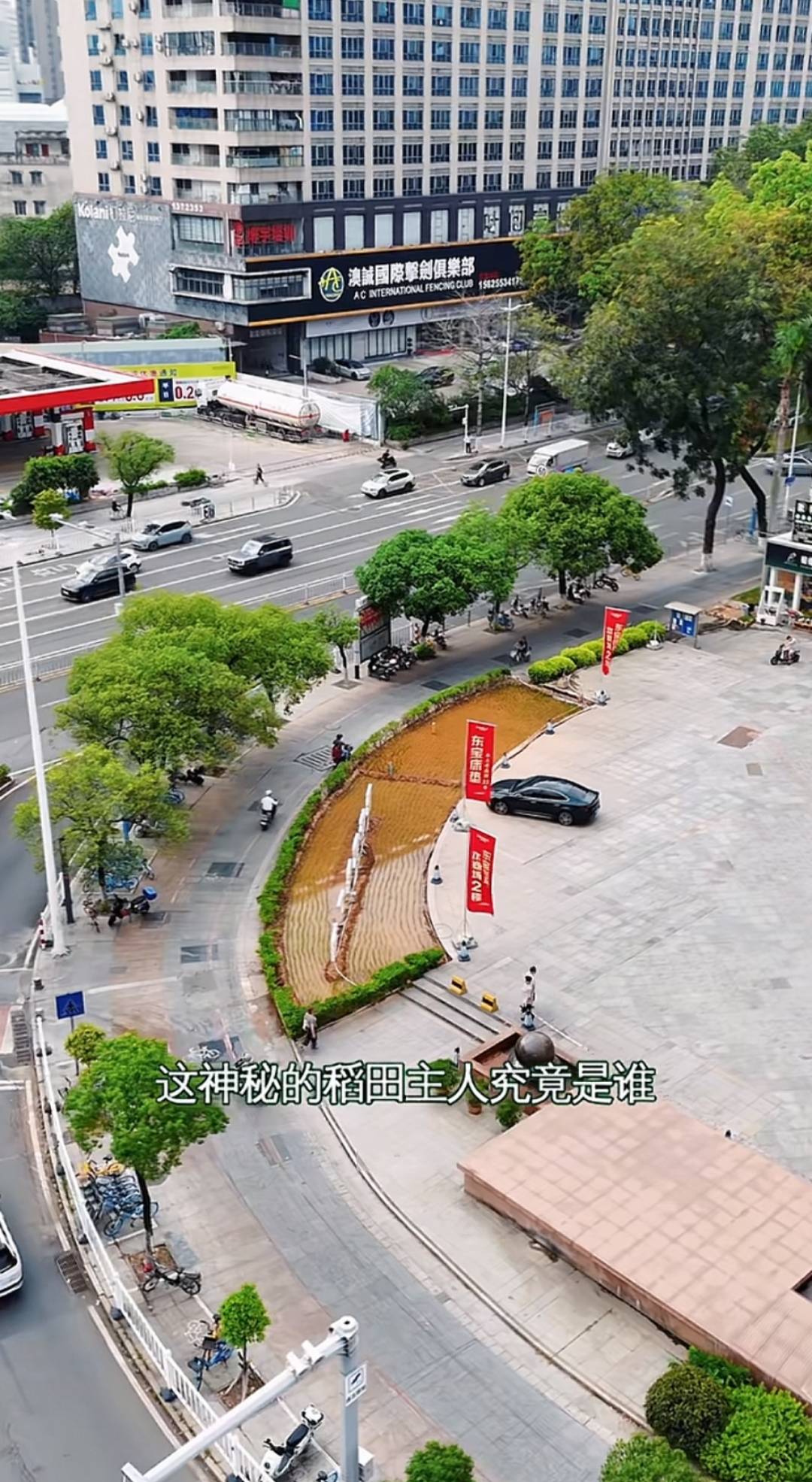 谁种的?东莞闹市区绿化带惊现水稻,网友化身福尔摩斯来探案,家居广场:商户提的建议