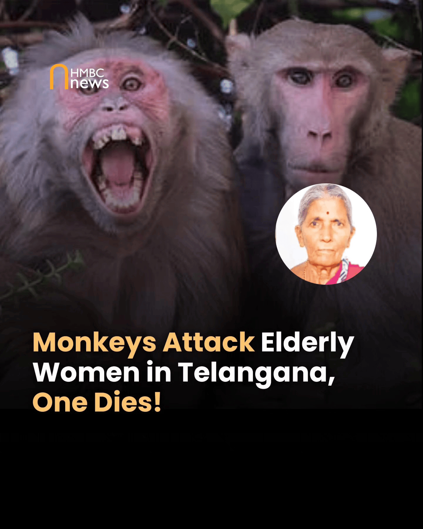 印度女子煮水洗澡遭猴群袭击，惊吓中热水泼到自己身上，烫伤身亡