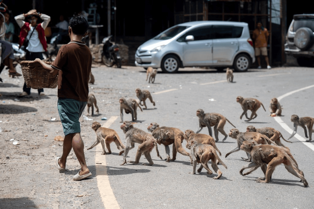 印度女子煮水洗澡遭猴群袭击，惊吓中热水泼到自己身上，烫伤身亡