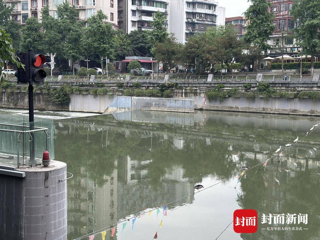 成都又见江上“神”鸟，洗完脚又排排站 网友：在等红绿灯吗？