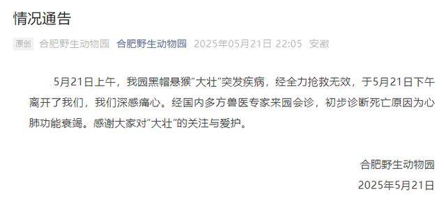 网红猴“大壮”突然离世！曾因方脸“丑”出圈