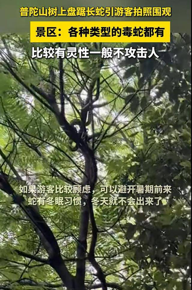普陀山树上盘踞长蛇引游客拍照围观！景区：各种类型的毒蛇都有，一般不攻击人