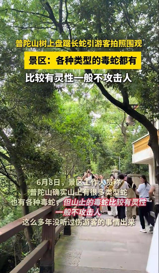 普陀山树上盘踞长蛇引游客拍照围观！景区：各种类型的毒蛇都有，一般不攻击人