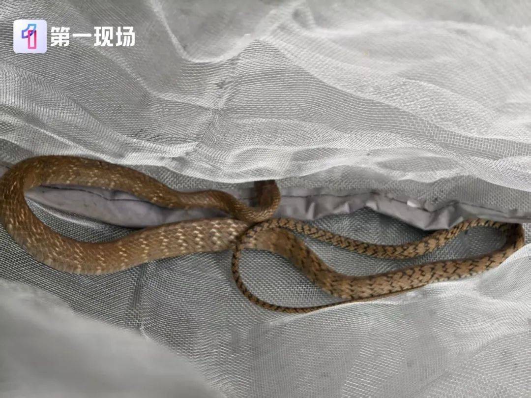 女子骑电单车出门，车里突然钻出1米多长蛇！高发期注意→