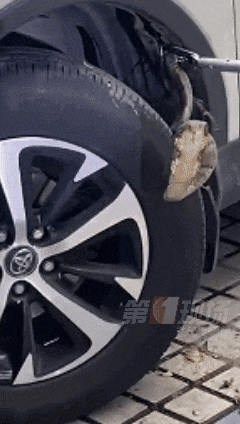 女子骑电单车出门，车里突然钻出1米多长蛇！高发期注意→