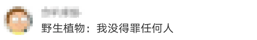 大片连根铲除!深圳一公园“火速响应”引质疑,网友为它喊冤