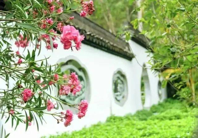 大片连根铲除!深圳一公园“火速响应”引质疑,网友为它喊冤