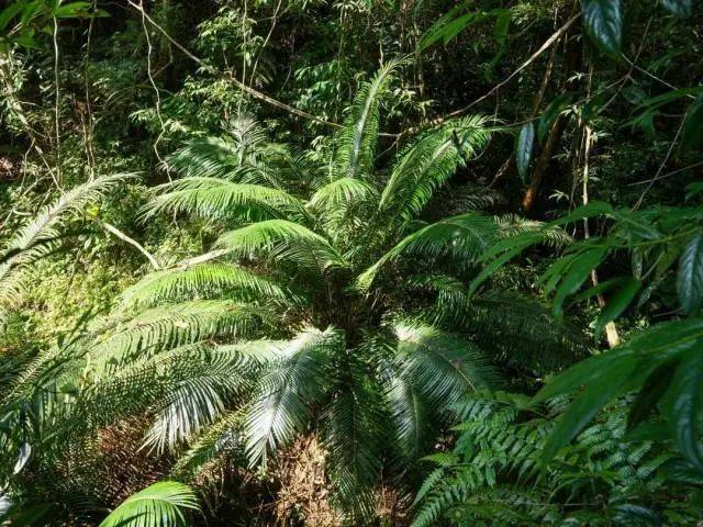 大片连根铲除!深圳一公园“火速响应”引质疑,网友为它喊冤