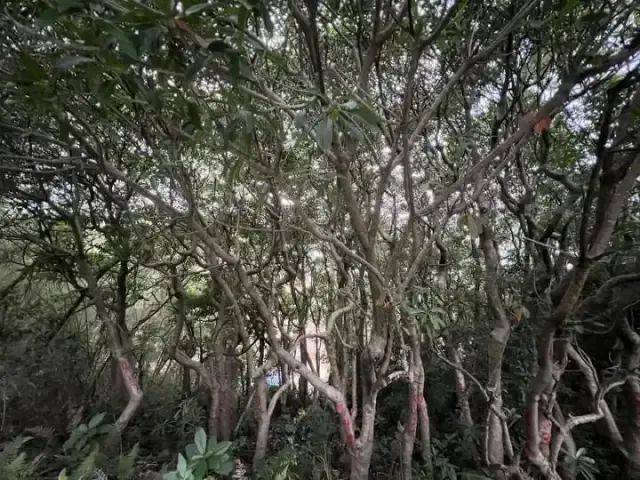 大片连根铲除!深圳一公园“火速响应”引质疑,网友为它喊冤