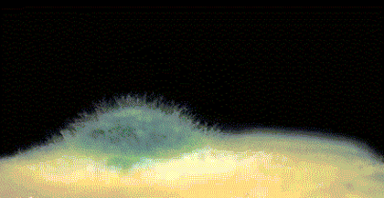 “真的绝望”！最近，很多深圳人家中被悄悄入侵！速自查这些地方……