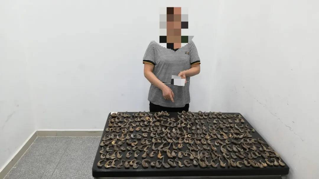 “它们应该在海底”，港珠澳大桥海关近日查获→