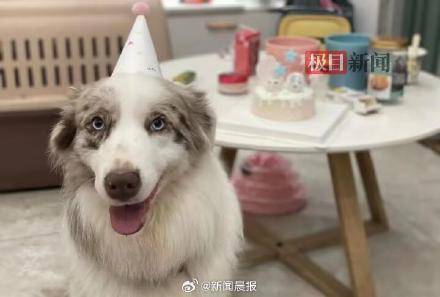 女子称狗狗被宠物店烘干箱活活烤死？涉事门店已歇业，主人：对方曾谎称是中暑