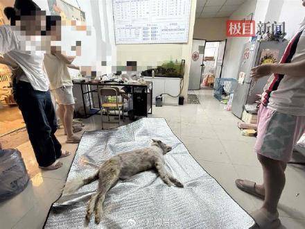 女子称狗狗被宠物店烘干箱活活烤死?涉事门店已歇业,主人:对方曾谎称是中暑
