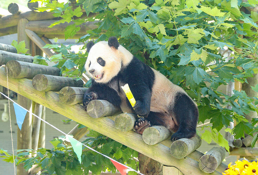 造谣大熊猫被虐待，大V盯上了“猫粉”的钱包