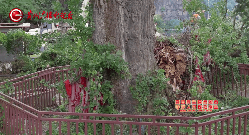 贵阳一700年古树砸扁“宝马”，现场惨不忍睹，林业局：车主他也有错