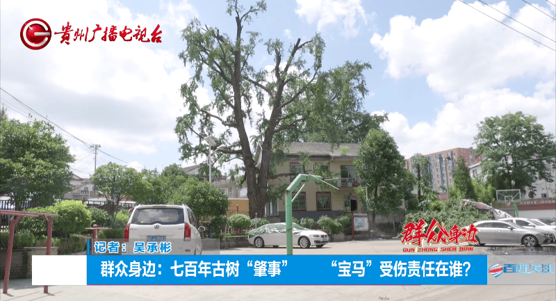 贵阳一700年古树砸扁“宝马”，现场惨不忍睹，林业局：车主他也有错