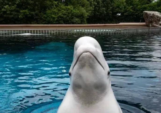 宁愿全部安乐死，也不给中国？加拿大养不起30头白鲸，中国愿接手，然而...