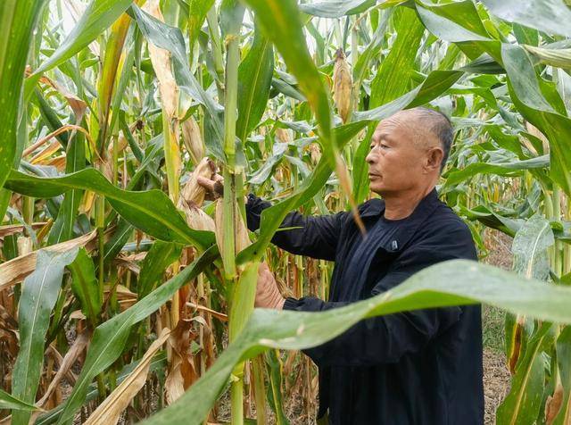 大众日报与16市党报联动,看山东新农人忙农事