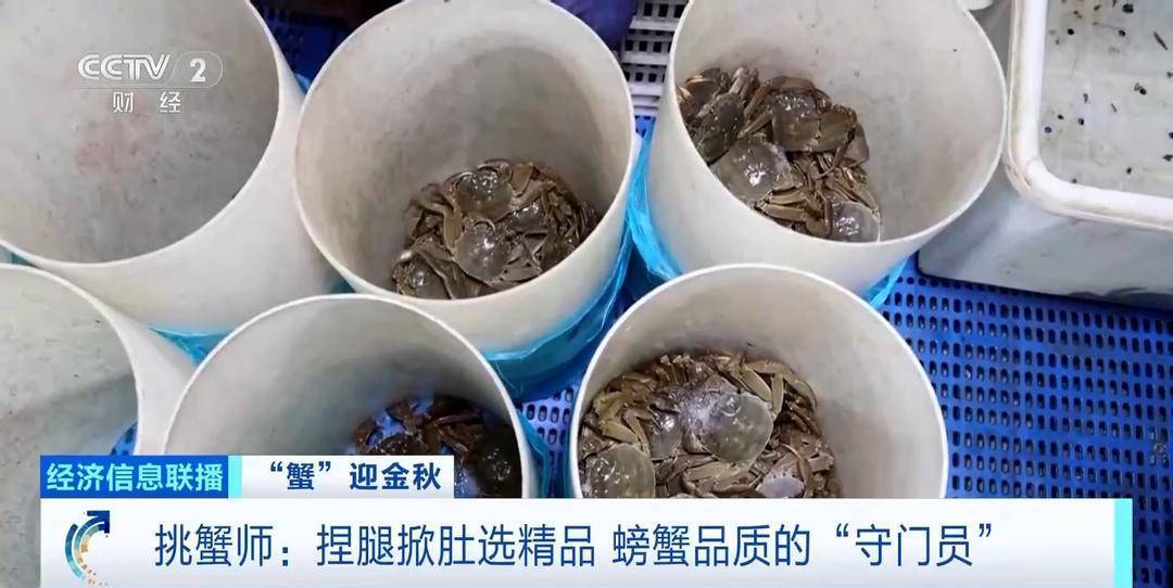 平均月收入约2万元!30年工作经验“金牌挑蟹师”如何选螃蟹?